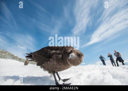 Le géant Skua, Stercorarius skua, à Palava point, en Antarctique, regarde la caméra de près Banque D'Images