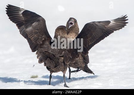 Skuas géant, Stercorarius skua, combat à la pointe de Palava, Antarctique Banque D'Images