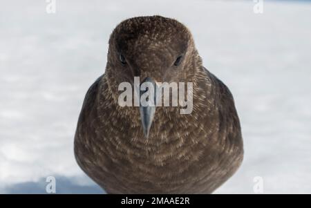 Le géant Skua, Stercorarius skua, à Palava point, en Antarctique, regarde la caméra de près Banque D'Images