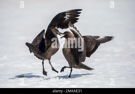 Skuas géant, Stercorarius skua, combat à la pointe de Palava, Antarctique Banque D'Images