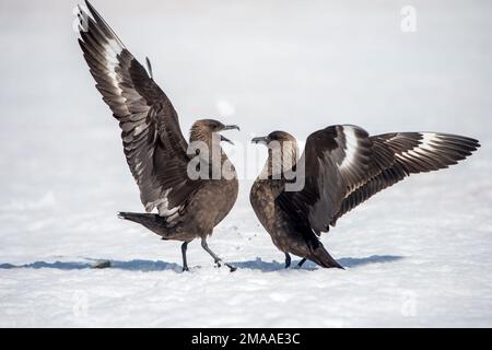 Skuas géant, Stercorarius skua, combat à la pointe de Palava, Antarctique Banque D'Images