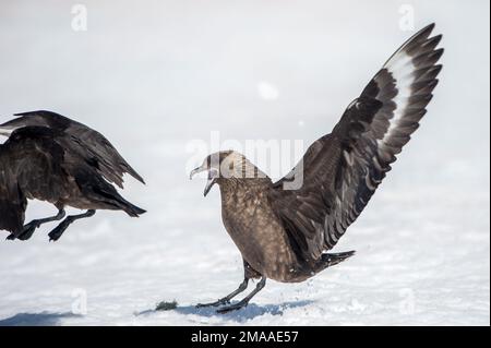 Skuas géant, Stercorarius skua, combat à la pointe de Palava, Antarctique Banque D'Images