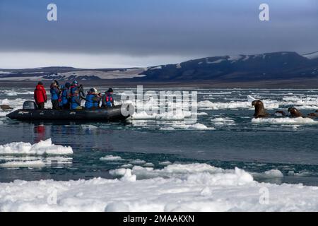 Les touristes prennent des photos de la colonie de morses (Odobenus rosmarus), Torellneset, Svalbard, Arctique, Norvège, Scandinavie, Europe. Navire de croisière d'expédition Banque D'Images