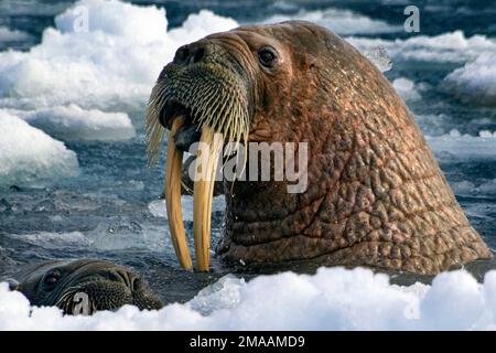 Colonie de morses (Odobenus rosmarus), Torellneset, Svalbard, Arctique, Norvège, Scandinavie, Europe. Expédition bateau de croisière Greg Mortimer à Svalbard Arch Banque D'Images