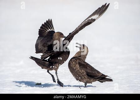 Skuas géant, Stercorarius skua, combat à la pointe de Palava, Antarctique Banque D'Images