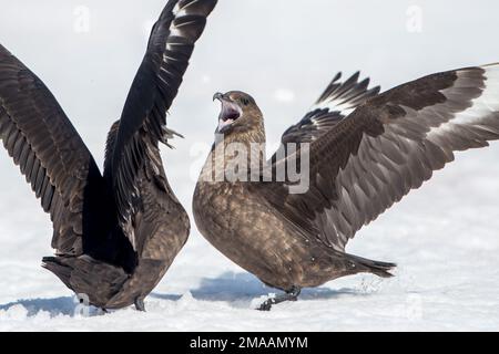 Skuas géant, Stercorarius skua, combat à la pointe de Palava, Antarctique Banque D'Images