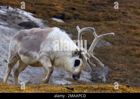 Rangifer tarandus platyrhynchus rennes dans la baie Faksevagen Fakse (Faksevagen). Expédition bateau de croisière Greg Mortimer dans l'archipel de Svalbard, dans l'Arctique Banque D'Images