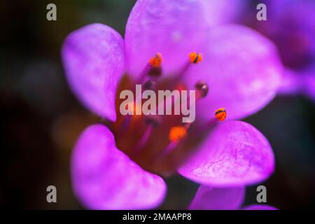 Photo macro de la fleur de saxifrage (Saxifraga oppositifolia) qui pousse sur la toundra de Svalbard en Norvège. Navire de croisière d'expédition Greg Mortimer à Svalbard Banque D'Images