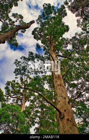 D'énormes tingles rouges (eucalyptus jacksonii), une espèce rare qui ne pousse que dans le sud-ouest de l'Australie occidentale. Dans la Vallée des géants, Walpole Banque D'Images