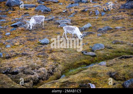 Rangifer tarandus platyrhynchus rennes dans la baie Faksevagen Fakse (Faksevagen). Expédition bateau de croisière Greg Mortimer dans l'archipel de Svalbard, dans l'Arctique Banque D'Images