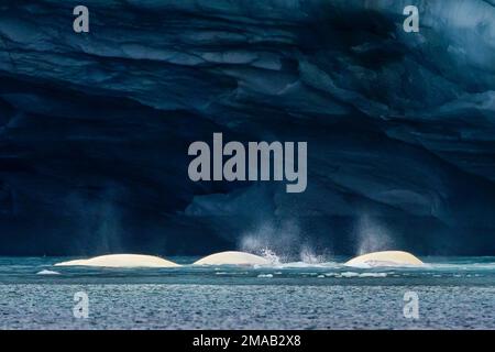 Béluga (Delphinapterus leucas) et glace rapide, Brepollen, Hornsund, Spitzbergen du Sud, Svalbard. Navire de croisière d'expédition Greg Mortimer à SVA Banque D'Images