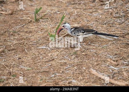 Le charme à bec rouge (Tockus erythrorhynchus) est en service au sol Banque D'Images