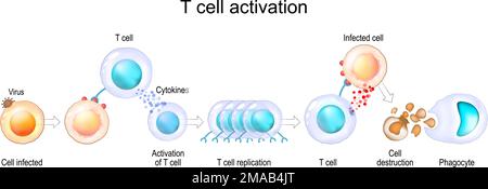 Activation des leucocytes. La cellule T rencontre son antigène cognac à la surface d'une cellule infectée. Les lymphocytes T dirigent et régulent les réponses immunitaires Illustration de Vecteur