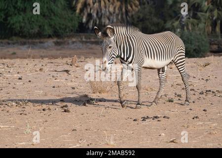 Zèbre de Grevy (Equus grevyi), homme adulte Banque D'Images