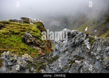 Montagnes rocheuses d'oiseaux falaises dans Bellsund Camp Millar Gasbergkilen montagnes, Europe, paysages, mer, Midterhuken, Norvège, région polaire, Spitzbergen, S Banque D'Images