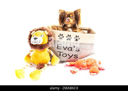 chihuahua,long poil chihuahua,long poil chihuahua,chihuahua chiot,mignon,chiot,chien,chien,chien dans panier,panier,fond blanc,long poil,long,ha Banque D'Images