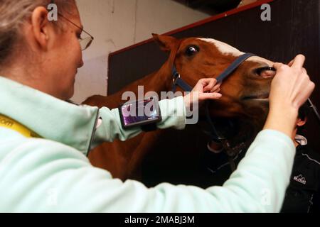 24.10.2022, Allemagne, Rhénanie-du-Nord-Westphalie, Roedinghausen - Gestuet Auenquelle, vétérinaire effectue la laryngoscopie sur un cheval. 00S221024D195CAROEX.JP Banque D'Images