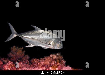 Le cravalle Jack (Caranx hippopos), également connu sous le nom de jack commun, à queue noire, couvalli Jack, noir cavalli, Jack crevale, ou cavalli jaune Banque D'Images