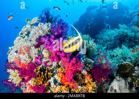 Un magnifique coralfish pennant (lannerfish à longues nageoires, bannerfish de récif, Heniochus acuminatus) entouré de coraux doux colorés en Egypte Banque D'Images