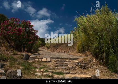 Des cannes en bambou à feuilles vertes et des buissons d'hibiscus roses et blancs bordent la via di Porta Rosa, une route pavée hellénistique construite par des colons grecs pour relier les districts et les deux ports d'Elea, fondée vers 535 av. J.-C. face à la mer Tyrrhénienne à Marina di Ascea, Campania, dans le sud de l'Italie. Le site de la ville, connu des Romains sous le nom de Velia, est maintenant un parc archéologique et fait partie d'un site classé au patrimoine mondial de l'UNESCO. Banque D'Images