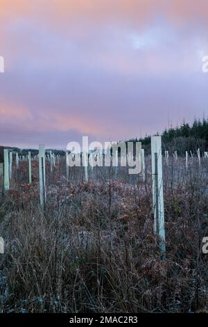 Boisement avec des protections d'arbres en plastique, dans la vallée de Wye. Banque D'Images