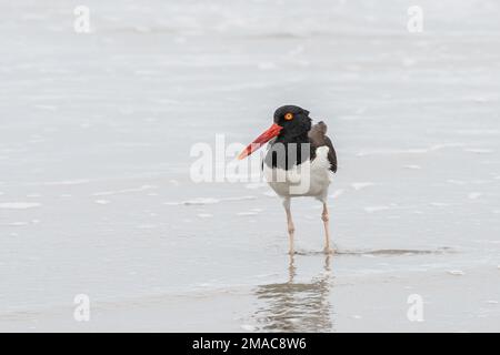 L'Oystercatcher américain (Haematopus) marche dans l'eau à la recherche de nourriture. Banque D'Images