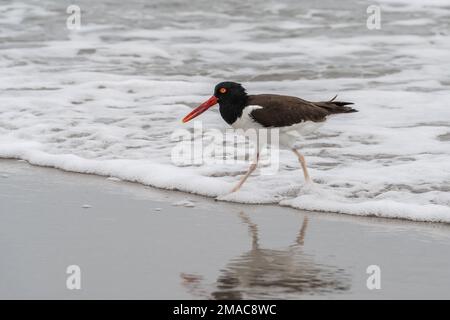 L'Oystercatcher américain (Haematopus) marche dans l'eau à la recherche de nourriture. Banque D'Images