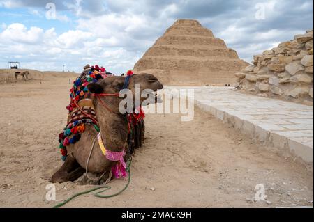 Pyramide à échelons Djoser et chameau, Saqqara, Égypte Banque D'Images