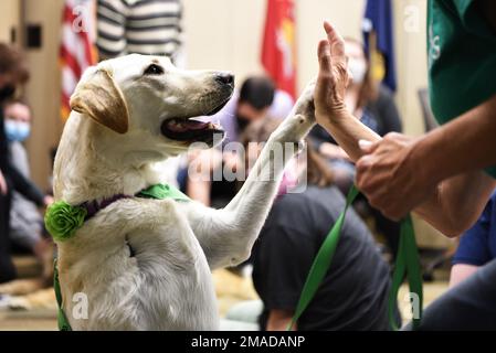 ARI, un PET-Assisted Visitation Volunteer Services (PAWS) pour les chiens de compagnie de thérapie de personnes, démontre un haut-cinq lors d'un événement de résilience au système d'examinateur médical des Forces armées sur la base aérienne de Douvres, Delaware, 25 mai 2022. En dehors des PATTES pour les gens, Ari et sa propriétaire, Carolyn Baynes, sont accomplis membres du American Kennel Club et les défenseurs des chiens à trois pattes pour participer à des épreuves d'obéissance et de rallye. Banque D'Images