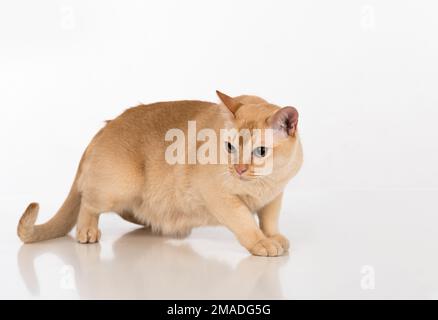 Magnifique studio de chat birman. Banque D'Images