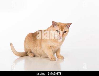 Magnifique studio de chat birman. Banque D'Images