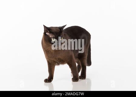 Magnifique studio de chat birman. Banque D'Images