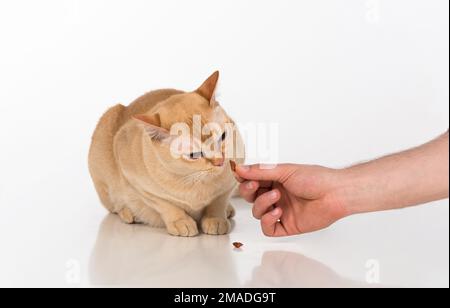 Magnifique studio de chat birman. Banque D'Images