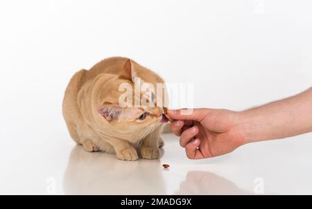 Magnifique studio de chat birman. Banque D'Images