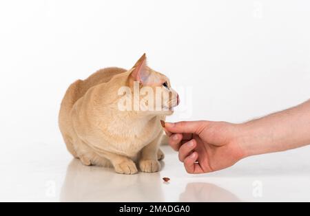 Magnifique studio de chat birman. Banque D'Images