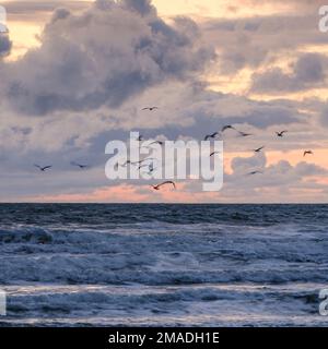 A Flock of seagulls voler au-dessus de la mer Banque D'Images