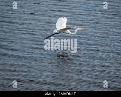 Grande aigrette blanche en vol : une grande aigrette blanche survole les eaux de la rivière des Outaouais à la fin du printemps. Banque D'Images
