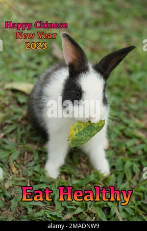 Un adorable lapin avec une feuille verte dans sa bouche. Banque D'Images