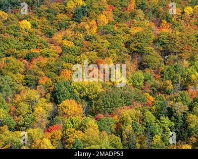 Flanc de coteau de couleur automnale : les feuilles colorées d'une multitude d'arbres décidueux forment une tapisserie complexe sur le flanc d'une colline dans la région Pontiac de l'Ouest du Québec. Banque D'Images