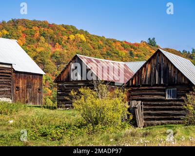 Les granges et les couleurs d'automne abandonnées : les granges et les dépendances désutilisées sont abandonnées par les couleurs d'automne des collines qui composent les bois de l'ouest du Québec. Banque D'Images