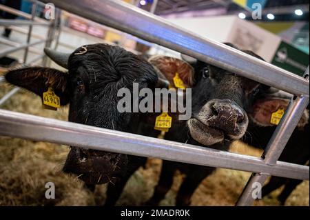 Berlin, Allemagne. 19th janvier 2023. Deux buffles d'eau se trouvent dans la salle des animaux un jour avant le début de la semaine verte internationale. La semaine verte, le plus grand salon mondial de l'alimentation, de l'agriculture et de l'horticulture, se tient du 20 au 29 janvier au parc des expositions Messe Berlin. Credit: Fabian Sommer/dpa/Alay Live News Banque D'Images