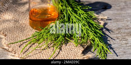 Quelques brindilles Equisetum arvense, horsetail de terrain ou horsetail commun. Collectez les fleurs précieuses dès le moment de la floraison, la décoction du trèfle et la perfusion Banque D'Images