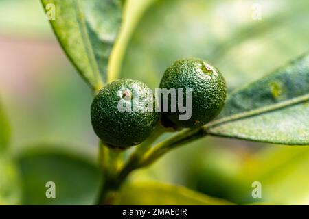 Deux petits citrons suspendus sur l'arbre. Le citron (Citrus limon) est une espèce de petits arbres à feuilles persistantes de la famille des plantes à fleurs Rutaceae. Banque D'Images