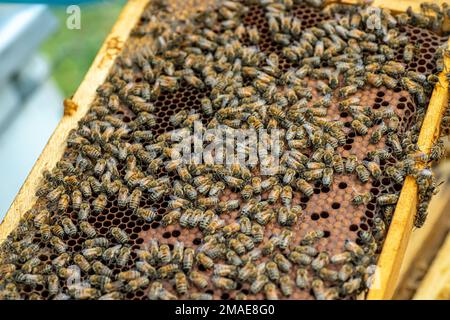 Abeilles sur le nid d'abeilles, vue de dessus. Cellule au miel avec les abeilles. Apiculture. Ruelle. Ruches et abeilles en bois. Ruches avec abeilles, cadres de ruches, haut v Banque D'Images