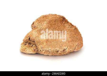 Le champignon de la manie du lion (Hericium erinaceus) sur fond blanc Banque D'Images