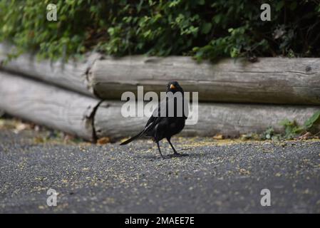 Homme Noir commun (Turdus merula) debout sur le Tarmac dans le profil droit avec tête de caméra, regardant curieux, lors d'une journée ensoleillée au pays de Galles, Royaume-Uni Banque D'Images