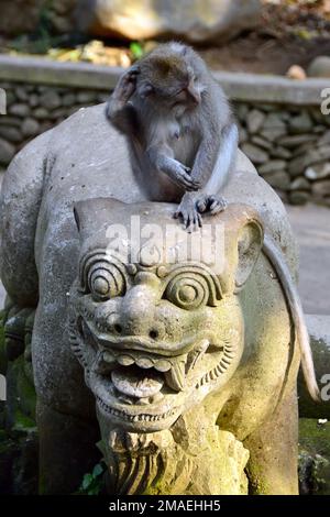 Macaque mangeant du crabe, Javaneraffe, Macaca fascicularis, forêt de singes d'Ubud, Mandala Suci Wenara Wana, Ubud, régence de Gianyar, Bali, Indonésie, Asie Banque D'Images