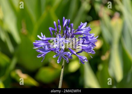 Photographie d'une grande fleur violette d'Agapanthus au soleil sur fond vert dans un jardin domestique Banque D'Images