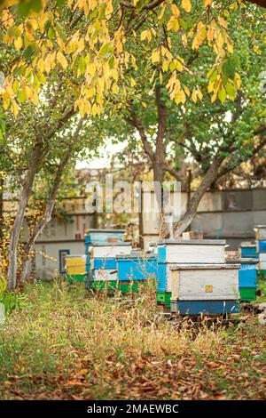 Ruelle avec de vieilles ruches en bois dans le verger d'automne parmi les arbres fruitiers à feuillage jaune. Préparation des abeilles pour l'hivernage. Vol d'automne des abeilles avant fr Banque D'Images