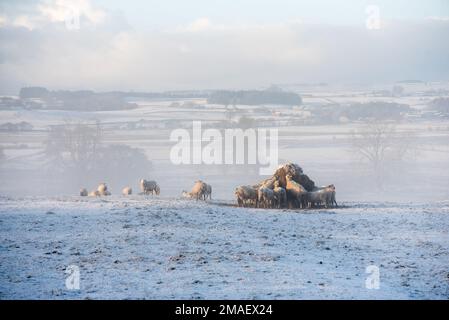 Les moutons se nourrissant de fourrage supplémentaire d'hiver à partir d'un fourrager à anneau. Back Lane long Preston en direction de Rathmell & Forest of Bowland. Banque D'Images